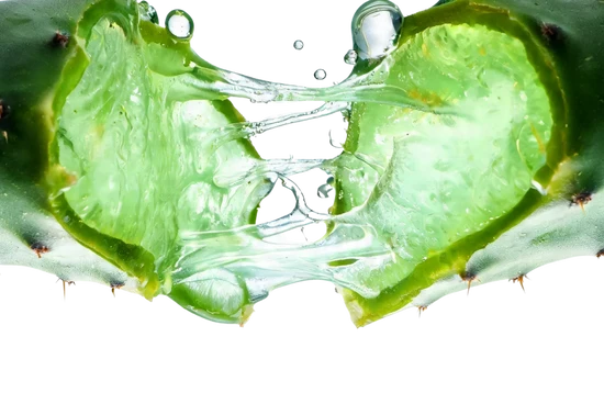 Vijgcactus